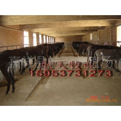 肉驴养殖场供应优质肉驴 德州肉驴 乌头驴