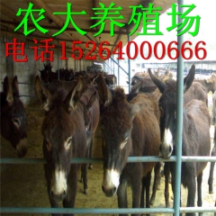 毛驴养殖场出售德州肉驴、三粉驴、乌头驴 小驴驹 驴苗