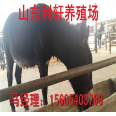 大型正规养殖场出售三粉驴 改良肉驴 乌头驴 肉驴饲料