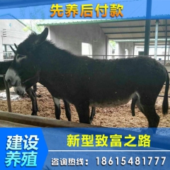 肉驴养殖场 肉驴苗价格 德州驴 乌头驴 三粉驴 养驴行情效
