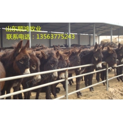 养驴_养驴场_肉驴  三粉驴  肉驴苗  乌头驴 价格