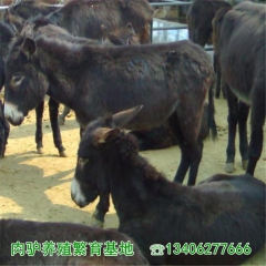 大型肉驴养殖基地供应乌头驴 乌头驴种驴价格 乌头驴驴驹