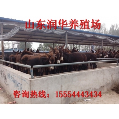 德州驴肉驴养殖场供应纯种肉驴价格 乌头驴 三粉驴
