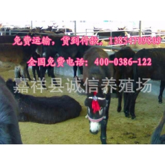 乌头驴品种 毛驴养殖  毛驴屠宰价格 乌头驴养殖场 纯种乌头...