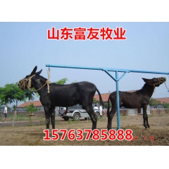 什么样的驴适合圈养-怎么养殖乌头驴