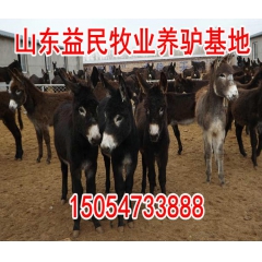 毛驴养殖场促销德州肉驴、三粉驴、乌头驴 小驴驹 驴苗