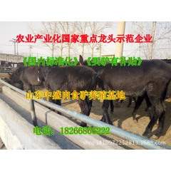 乌头驴 三粉驴价格 青年的肉驴的价格是多少b肉驴苗多少钱一斤