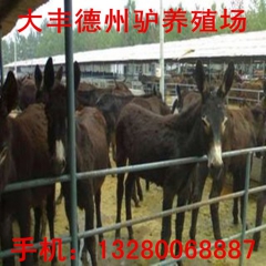 东北养驴场，乌头驴，德州肉驴，新疆小毛驴，改良肉驴驴驹