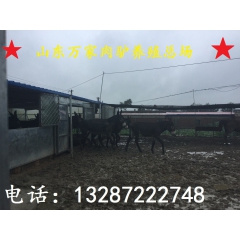 德州驴种种、2016年驴苗价格、乌头驴 纯种、哪里