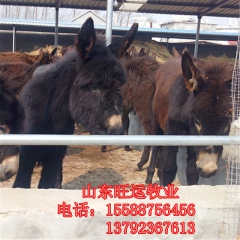 三粉驴 乌头驴 新疆毛驴价格 屠宰肉驴 小驴驹 德州驴养殖场