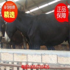 肉驴品种乌头驴 纯种新疆种驴 小肉驴 成年驴肉驴养殖
