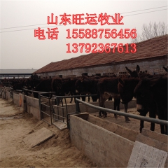 乌头驴 三粉驴放养好吗 肉驴小驴多少钱一头 在哪里能买到德州...