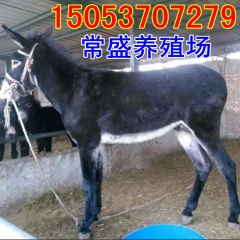 聊城肉驴联合养殖 德州驴  三粉驴 乌头驴
