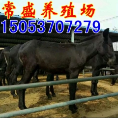 规范肉驴养殖育肥出售 肉驴 乌头驴 驴苗 提供养殖技术