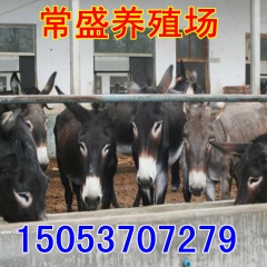 济宁养殖场 常盛肉驴苗价格 德州驴 乌头驴 三粉驴 养驴赚钱