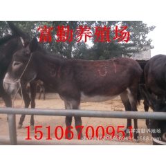 德州驴 乌头驴 新疆驴种驴养殖场急售驴苗���批300斤左右...