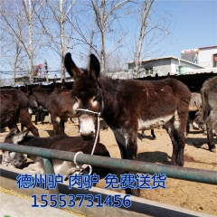 德州肉驴  育肥好品种   出栏快   利润高   乌头驴 ...