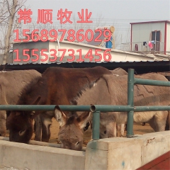 养殖场  肉驴 供应 德州驴 三粉驴 乌头驴 欢迎点击查看