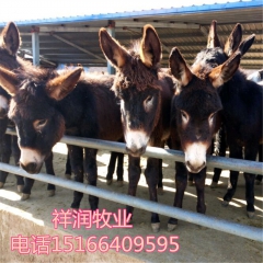 那些品种的肉驴苗好饲养 德州驴会水土不服吗 三粉驴价格 乌头...