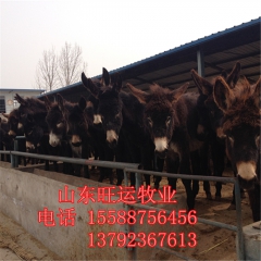 肉驴崽价格 三粉驴 桐梓县哪里有卖乌头驴 关中驴肉驴养殖 德...