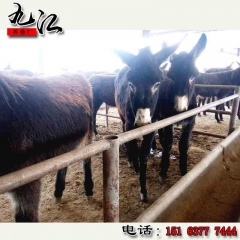 免费提供改良小肉驴德州驴 三粉驴 乌头驴 关中驴肉驴养殖技