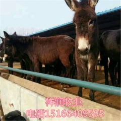 肉驴出肉率 养殖技术 价格 德州驴 乌头驴 三粉驴哪有卖的 ...