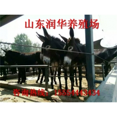 嘉祥肉驴养殖场 德州驴 华北驴苗 三粉驴 乌头驴 小驴驹