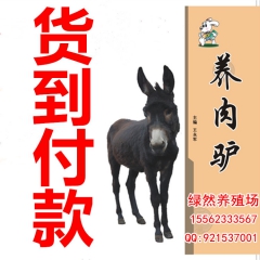 将近有售 德州驴 乌头驴 改良肉驴驹、育肥肉驴