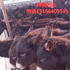 乌头驴 华北驴 三粉驴养殖效益分析 养殖德州驴 新疆驴效益