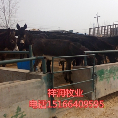 肉驴种驴价格 哪里有卖肉驴的 纯种乌头驴 佳米驴价格 养殖效...