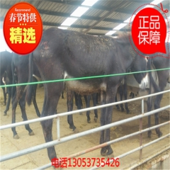 出销肉驴苗育肥 德州驴小驴价格 改良三粉驴苗价格 乌头驴