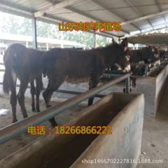 中盛缘养驴场急售300斤德州驴 乌头驴 三粉驴品种全价格低