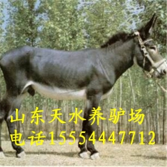 现在肉驴的价格  毛驴行情 德州肉驴 乌头驴 乌头驴价格
