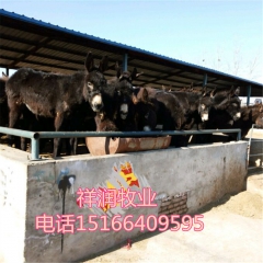 纯种德州驴 三粉驴 乌头驴 肉驴养殖场 肉驴养殖 种驴价格