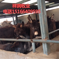 南方适合养驴吗 德州驴 肉驴苗 市场 出栏快的 乌头驴