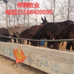 成年华北驴价格 供应湖南 湖北 山西肉驴养殖场 乌头驴 三粉...