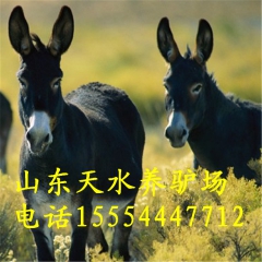 东北肉驴养殖 德州驴 华北驴苗 三粉驴 乌头驴 小驴驹 肉驴...