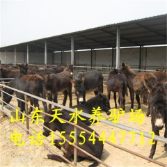 出售毛驴 直销优质乌头驴 德州驴多少钱 肉驴苗 毛驴养殖