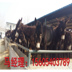 乌头驴 德州驴 关中驴 活体驴苗 驴苗价格 养殖技术 种驴