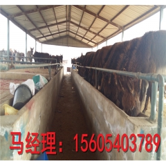 利轩养殖场德州驴 华北驴苗 三粉驴 乌头驴 小驴驹