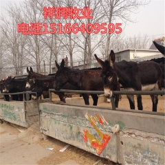 肉驴养殖场出售驴苗 成品育肥驴 德州驴 三粉驴乌头驴 云南