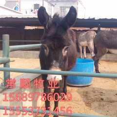 菏泽有  肉驴养殖 驴���  肉驴驴驹 德州驴  乌头驴 ...