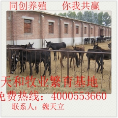 出售6000头肉驴驹 德州肉驴 三粉驴 乌头驴 肉驴多少钱一...