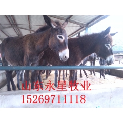 肉驴养殖合作社驴驹行情 华北驴苗 乌头驴 德州驴价格