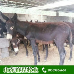 厂家批发 肉驴 育肥驴 肉驴德州驴 乌头驴 三粉驴价格