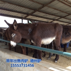 肉驴养殖场  德州驴  乌头驴    驴苗优惠销售