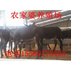 山东改良驴价格 德州驴小驴驹 三粉驴肉驴苗 乌头驴