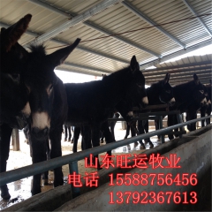 德州驴在新疆适应吗 肉驴苗什么品种的好养殖 三粉多少钱 乌头...