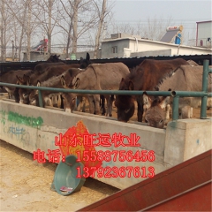 三粉多少钱 发展德州驴致富 利润 肉驴苗多少钱一头 乌头驴