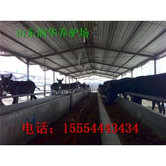 急售一批乌头驴 肉驴 驴苗 价格优惠 养殖华北驴效益